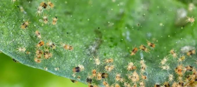 Comment traiter proprement l&rsquo;araignée rouge