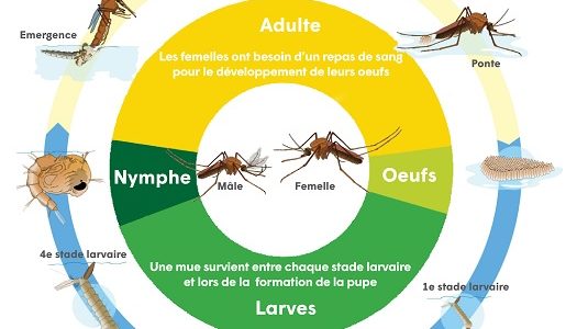 Une évolution dans la lutte contre les moustiques tigre