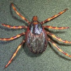 La tique hyalomma , présente sur le bassin méditerranéen et en corse La tique hyalomma , présente sur le bassin méditerranéen et en corse
