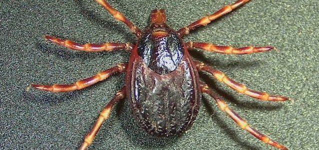 La tique hyalomma , présente sur le bassin méditerranéen et en corse