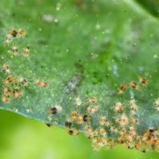 Comment traiter proprement l&rsquo;araignée rouge